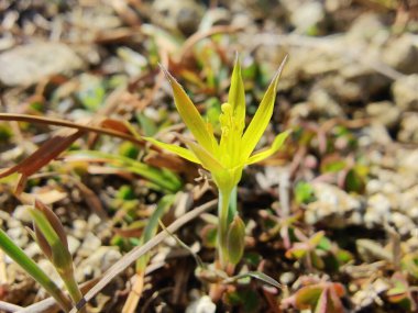 Gagea Minima veya en azından Gagea sarı çiçekleri