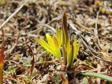 Gagea Minima veya en azından Gagea sarı çiçekleri