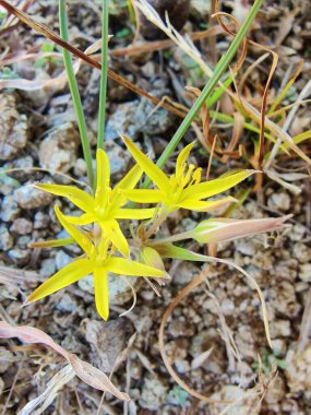 Gagea Minima veya en azından Gagea sarı çiçekleri