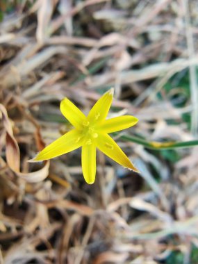 Gagea Minima veya en azından Gagea sarı çiçekleri