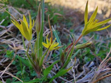 Gagea Minima veya en azından Gagea sarı çiçekleri