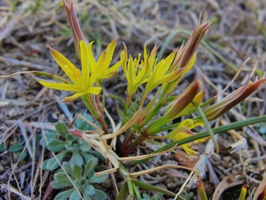 Gagea Minima veya en azından Gagea sarı çiçekleri