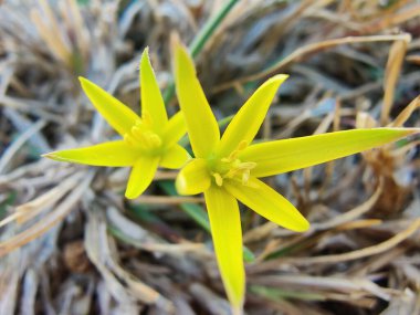 Gagea Minima veya en azından Gagea sarı çiçekleri