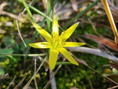 Gagea Minima veya en azından Gagea sarı çiçekleri