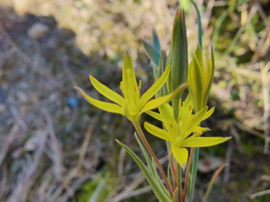 Gagea Minima veya en azından Gagea sarı çiçekleri