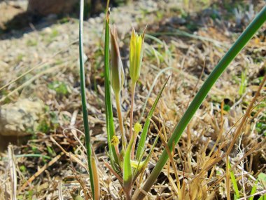 Gagea Minima veya en azından Gagea sarı çiçekleri