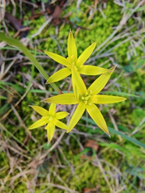 Gagea Minima veya en azından Gagea sarı çiçekleri