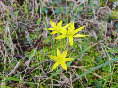 Gagea Minima veya en azından Gagea sarı çiçekleri
