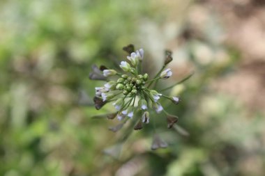 thlaspi bursa veya Shepherd 's Çanta