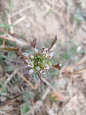 thlaspi bursa veya Shepherd 's Çanta