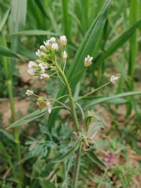 thlaspi bursa veya Shepherd 's Çanta