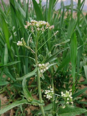 thlaspi bursa veya Shepherd 's Çanta