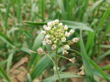thlaspi bursa veya Shepherd 's Çanta