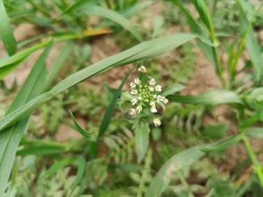 thlaspi bursa veya Shepherd 's Çanta
