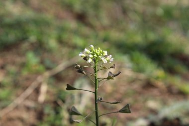 thlaspi bursa veya Shepherd 's Çanta
