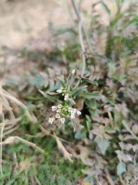 thlaspi bursa veya Shepherd 's Çanta