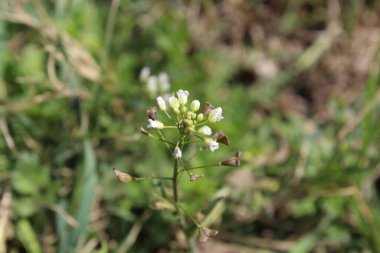 thlaspi bursa veya Shepherd 's Çanta