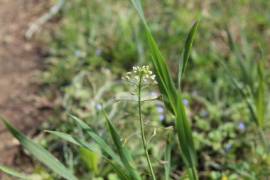 thlaspi bursa veya Shepherd 's Çanta
