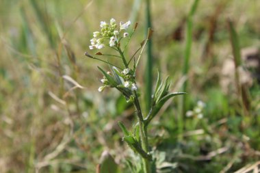 thlaspi bursa veya Shepherd 's Çanta