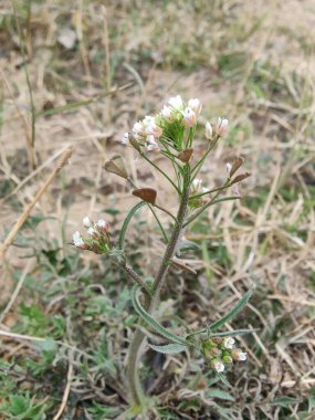 thlaspi bursa veya Shepherd 's Çanta