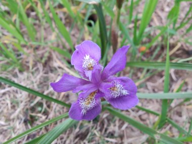 Cüce iris, Berberi fındığı veya Moraea sirinhium Mor çiçekleri