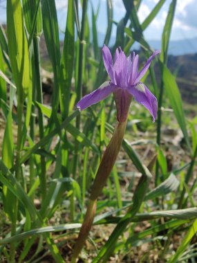 Cüce iris, Berberi fındığı veya Moraea sirinhium Mor çiçekleri