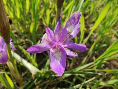 Cüce iris, Berberi fındığı veya Moraea sirinhium Mor çiçekleri