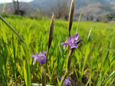 Cüce iris, Berberi fındığı veya Moraea sirinhium Mor çiçekleri