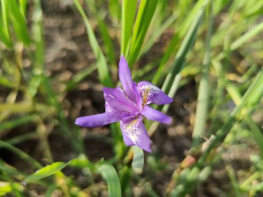 Cüce iris, Berberi fındığı veya Moraea sirinhium Mor çiçekleri