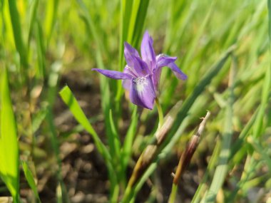 Cüce iris, Berberi fındığı veya Moraea sirinhium Mor çiçekleri