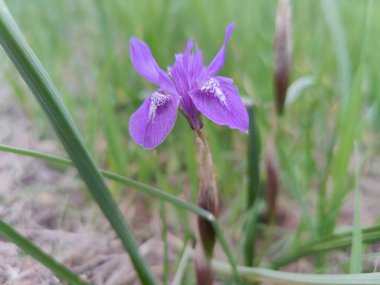 Cüce iris, Berberi fındığı veya Moraea sirinhium Mor çiçekleri