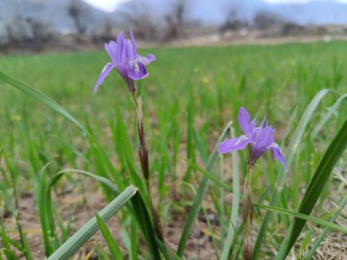 Cüce iris, Berberi fındığı veya Moraea sirinhium Mor çiçekleri