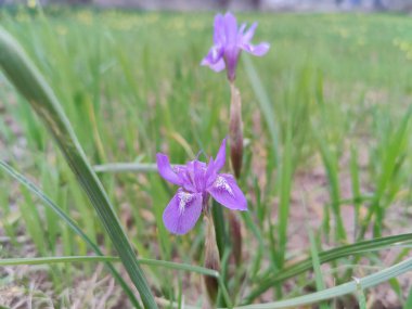 Cüce iris, Berberi fındığı veya Moraea sirinhium Mor çiçekleri
