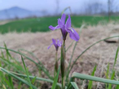 Cüce iris, Berberi fındığı veya Moraea sirinhium Mor çiçekleri