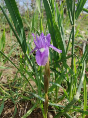 Cüce iris, Berberi fındığı veya Moraea sirinhium Mor çiçekleri