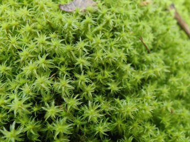 Rugose Forkmoss, Dicranum polysetum veya Dicranales