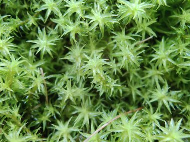 Rugose Forkmoss, Dicranum polysetum veya Dicranales