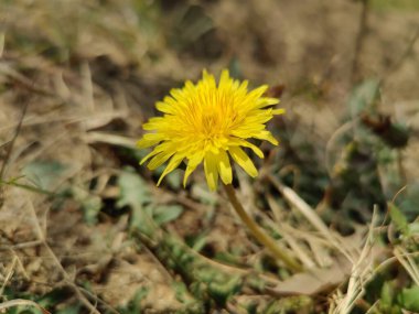 Karahindiba, Taraxacum veya Şahin Yosunu 