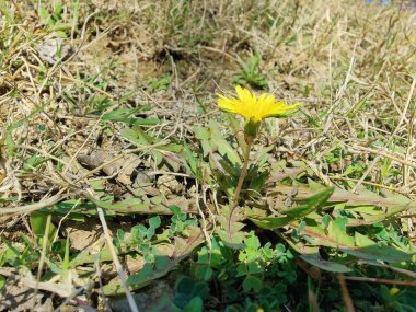 Karahindiba, Taraxacum veya Şahin Yosunu 