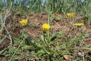 Karahindiba, Taraxacum veya Şahin Yosunu 
