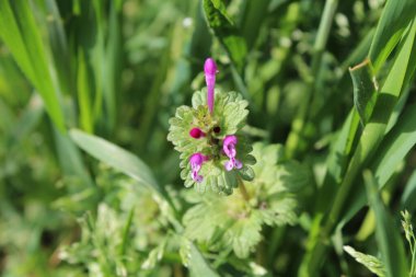 Lamium amplexicaule veya Henbit ölü ısırgan otu pembe çiçekleri veya yeşil bitki