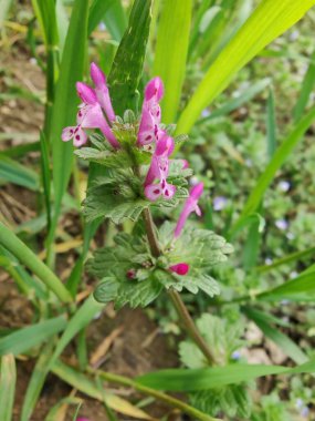 Lamium amplexicaule veya Henbit ölü ısırgan otu pembe çiçekleri veya yeşil bitki