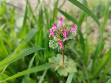 Lamium amplexicaule veya Henbit ölü ısırgan otu pembe çiçekleri veya yeşil bitki