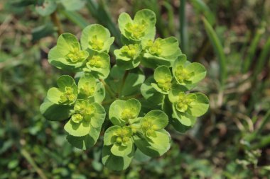Euphorbia helioskopisi, güneş temizliği ya da deli kadının süt bitkisi