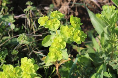 Euphorbia helioskopisi, güneş temizliği ya da deli kadının süt bitkisi