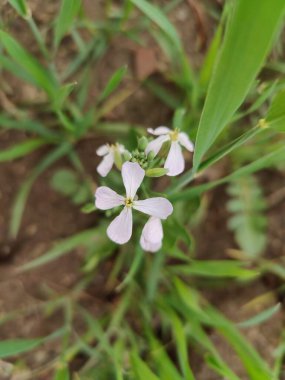 Diplotaxis Erucoides, beyaz Wallroket veya Pembe Hardal