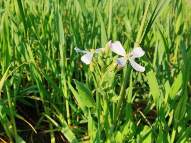 Diplotaxis Erucoides, beyaz Wallroket veya Pembe Hardal