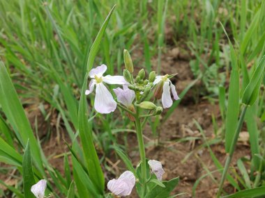 Diplotaxis Erucoides, beyaz Wallroket veya Pembe Hardal