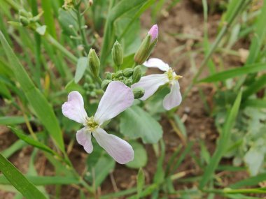 Diplotaxis Erucoides, beyaz Wallroket veya Pembe Hardal