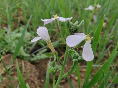 Diplotaxis Erucoides, beyaz Wallroket veya Pembe Hardal